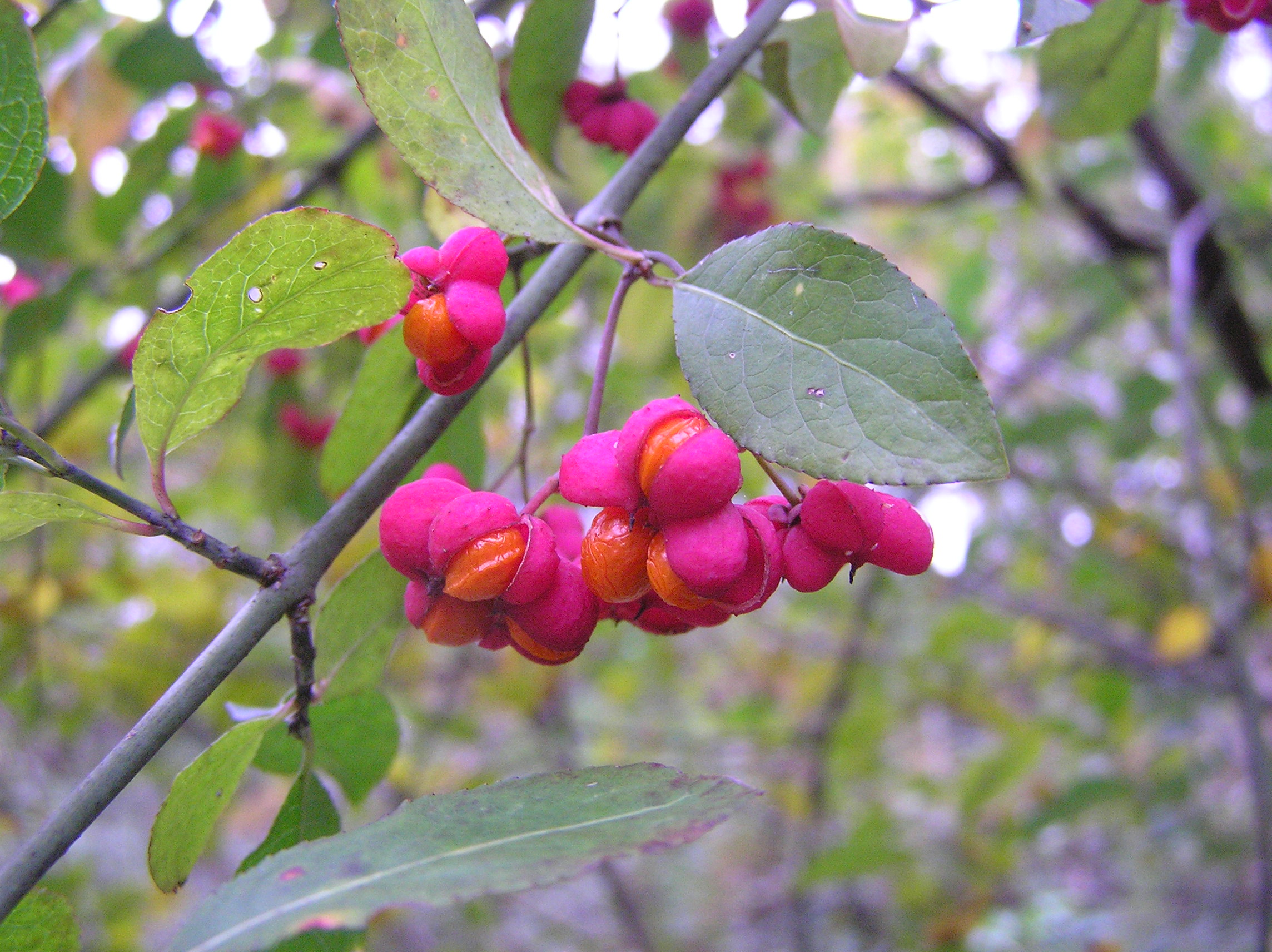 Euonymus europaeus - Berretta da prete