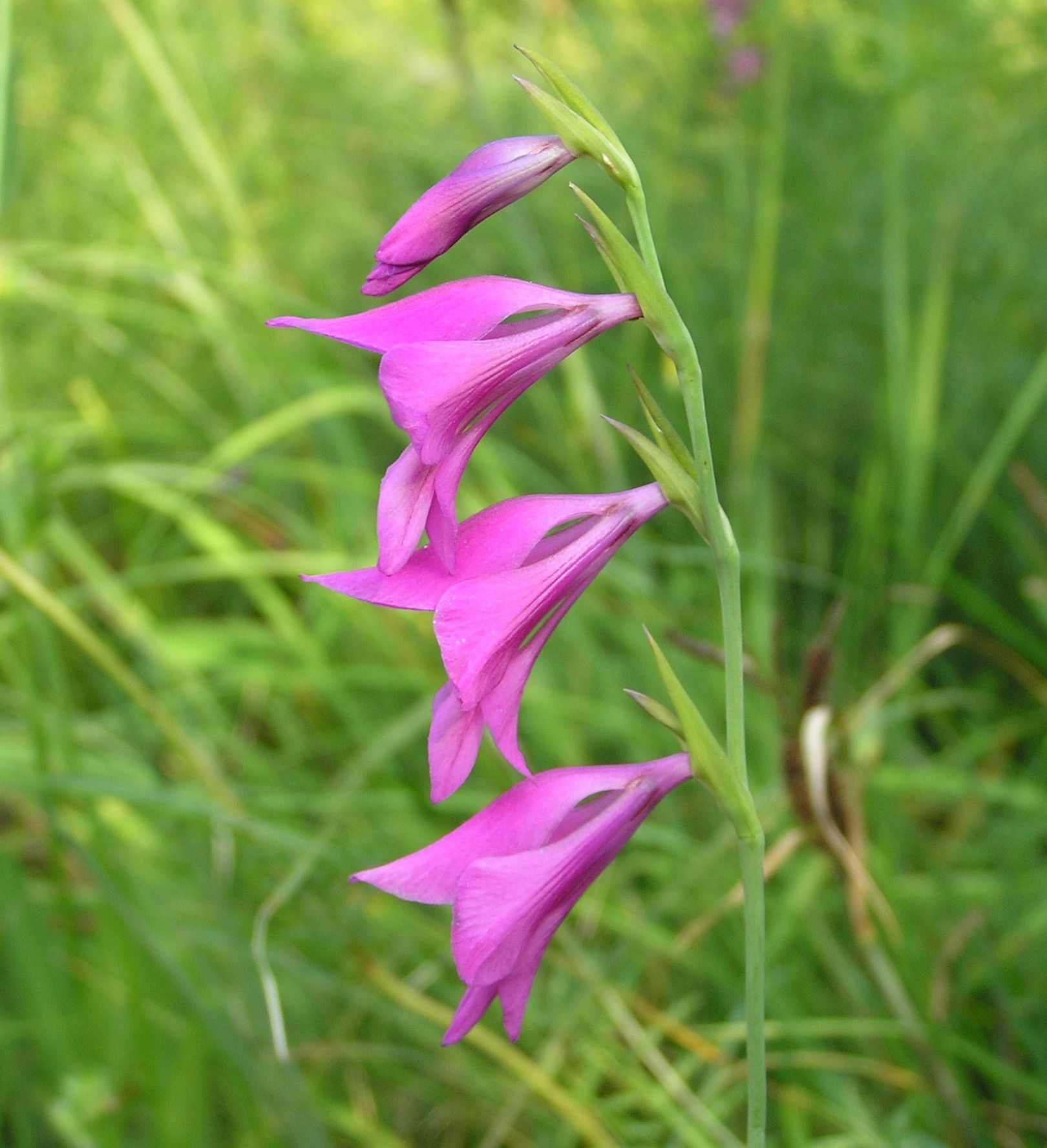 Gladiolus palustris - Gladiolo reticolato