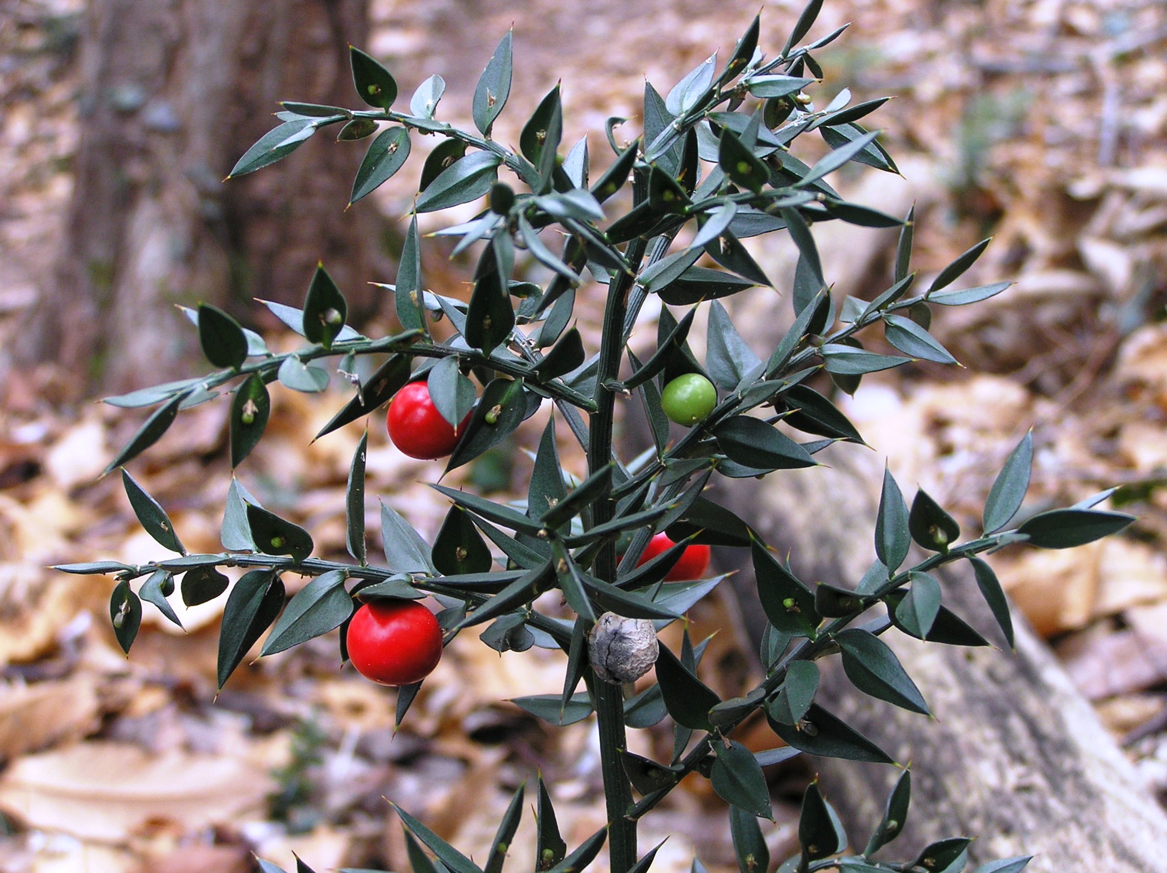 Ruscus aculeatus - Pungitopo