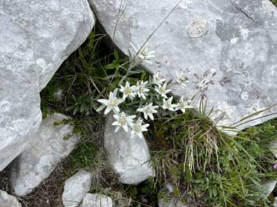 prati di stelle alpine segnano la salita