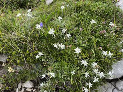 prati di stelle alpine segnano la salita