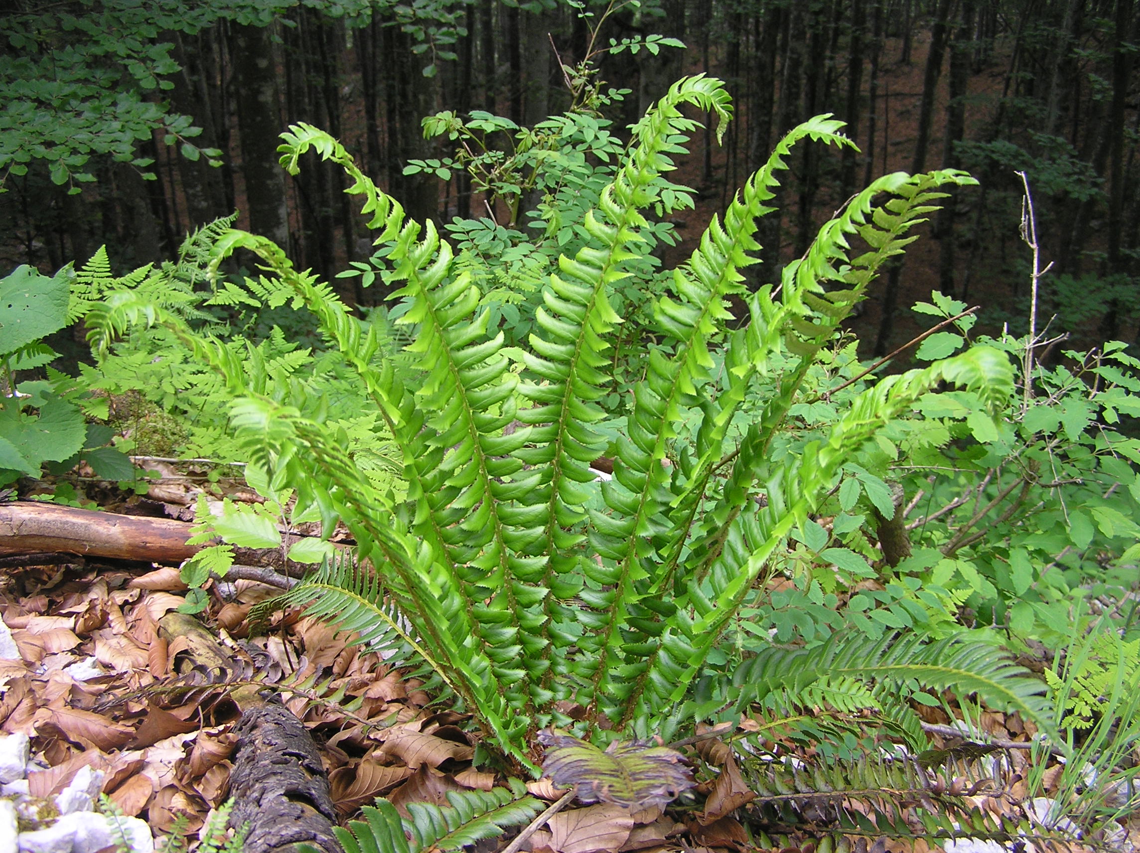 Polystichum lonchitis - Felce lonchite