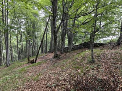 muro di pietra a secco lungo la discesa verso malga Jovet 