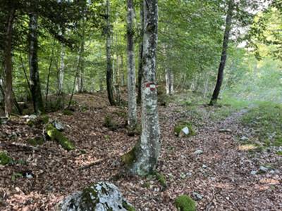 comodo sentiero in sottobosco di faggio