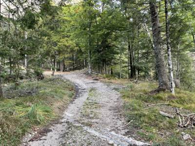 avvicinamento per pista forestale  