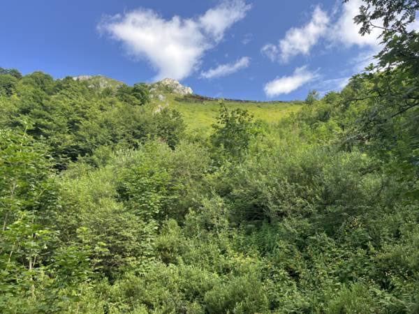 paravalanghe a monte della canalina di raccolta slavine