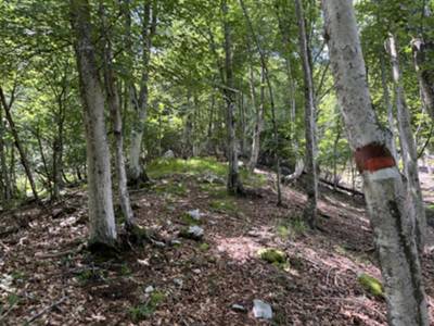 prima parte del muro: su sottobosco di faggio