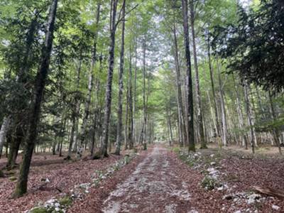 salita in sottobosco di faggio