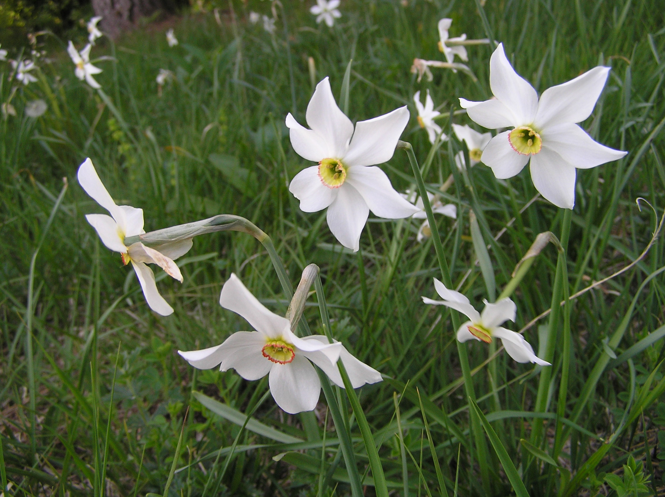 Narcissus radiiflorus - Narciso montano