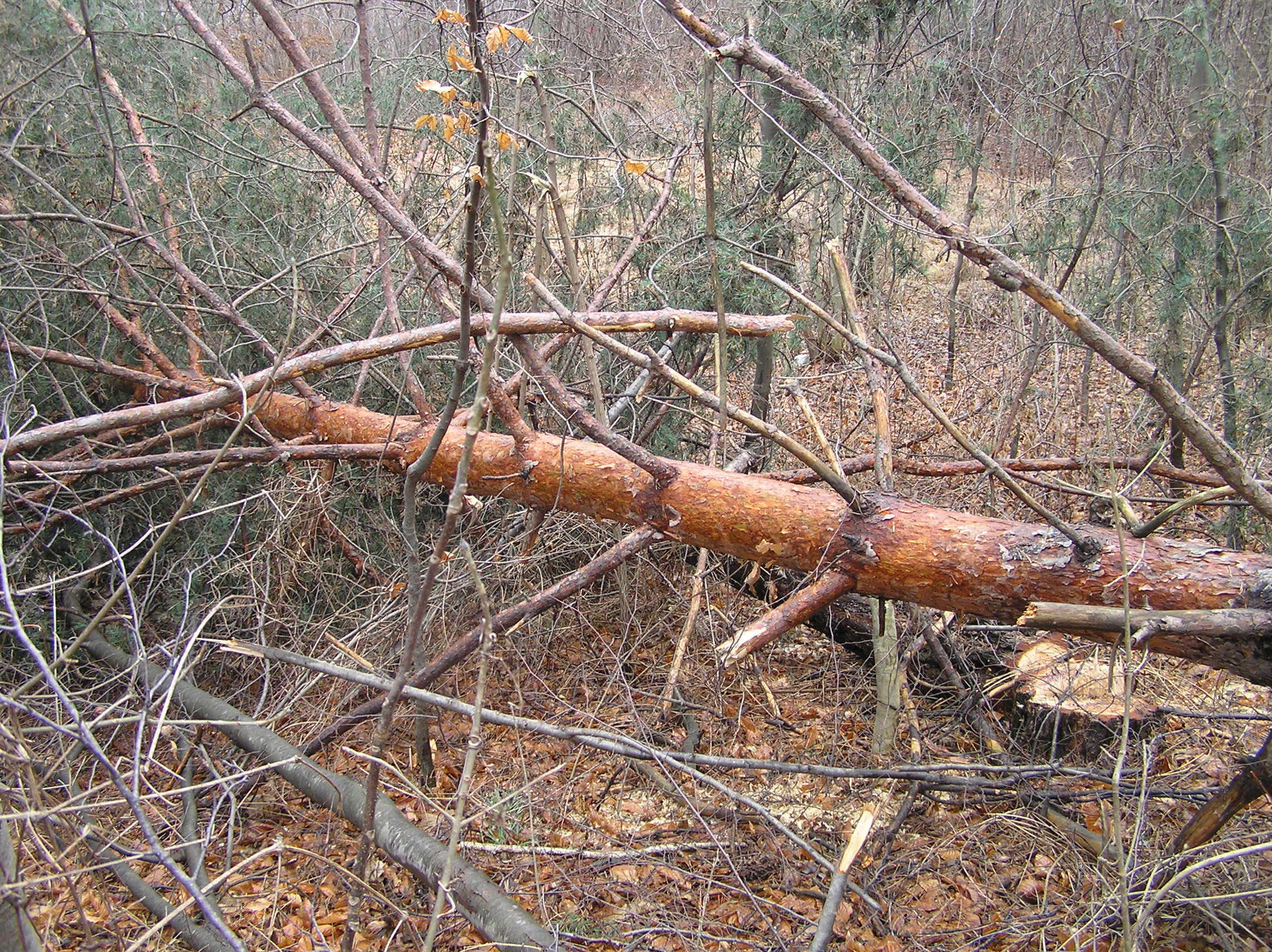 Pinus sylvestris - Pino rosso