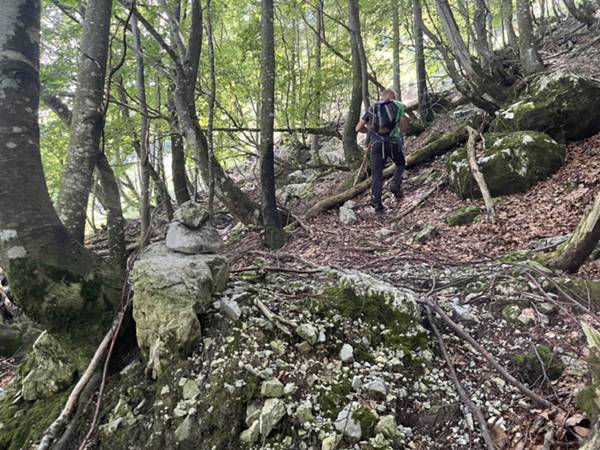 entriamo nel sottobosco