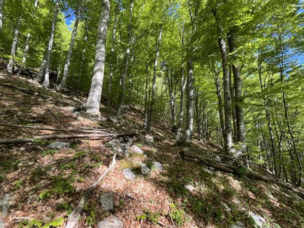 salita su sottobosco di faggio