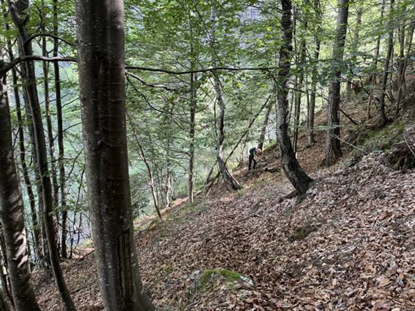 tratto in sottobosco di faggio