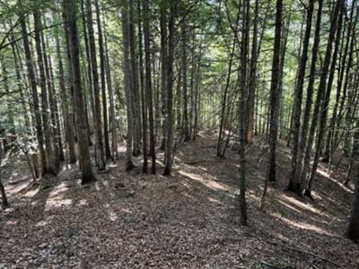 inizia la salita verso ruderi casera La Corde