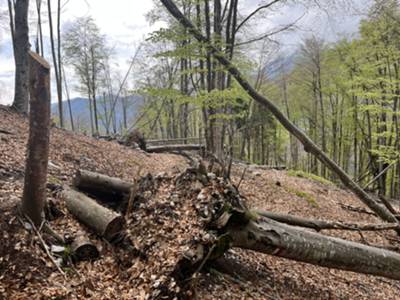 Residui di schianti della tempesta Vaia