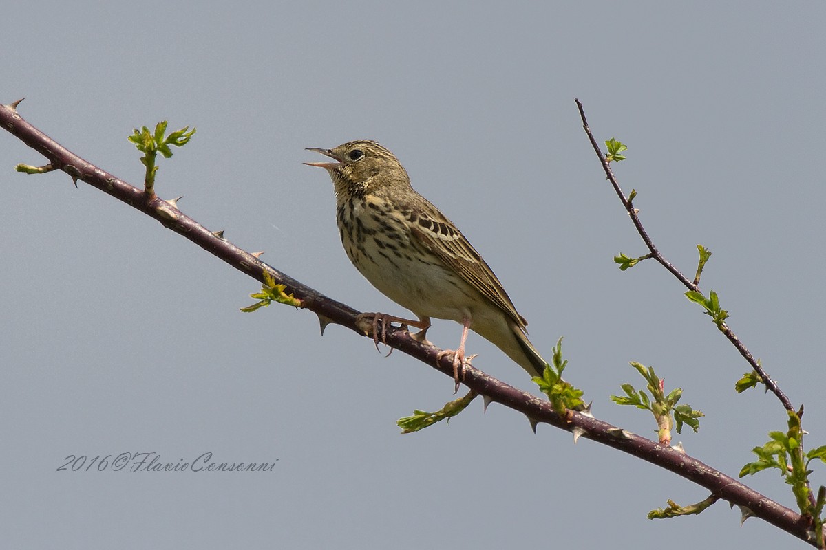 Anthus trivialis - Prispolone