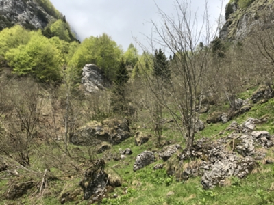 prato alpino poco prima di arrivo a forcella Giaveid