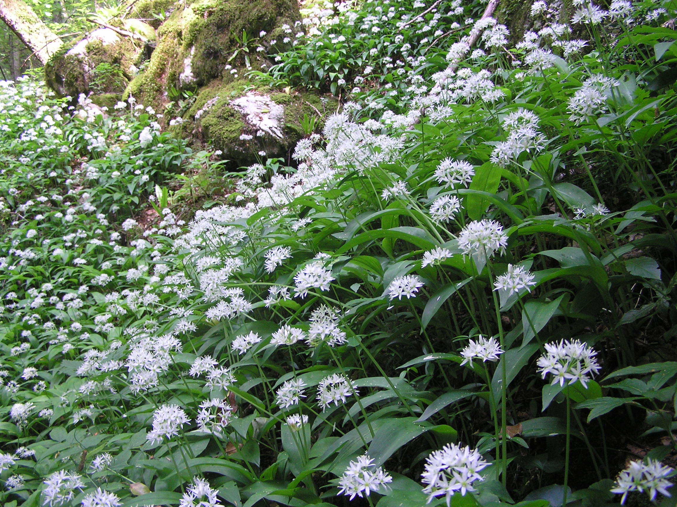 Allium ursinum - Aglio orsino