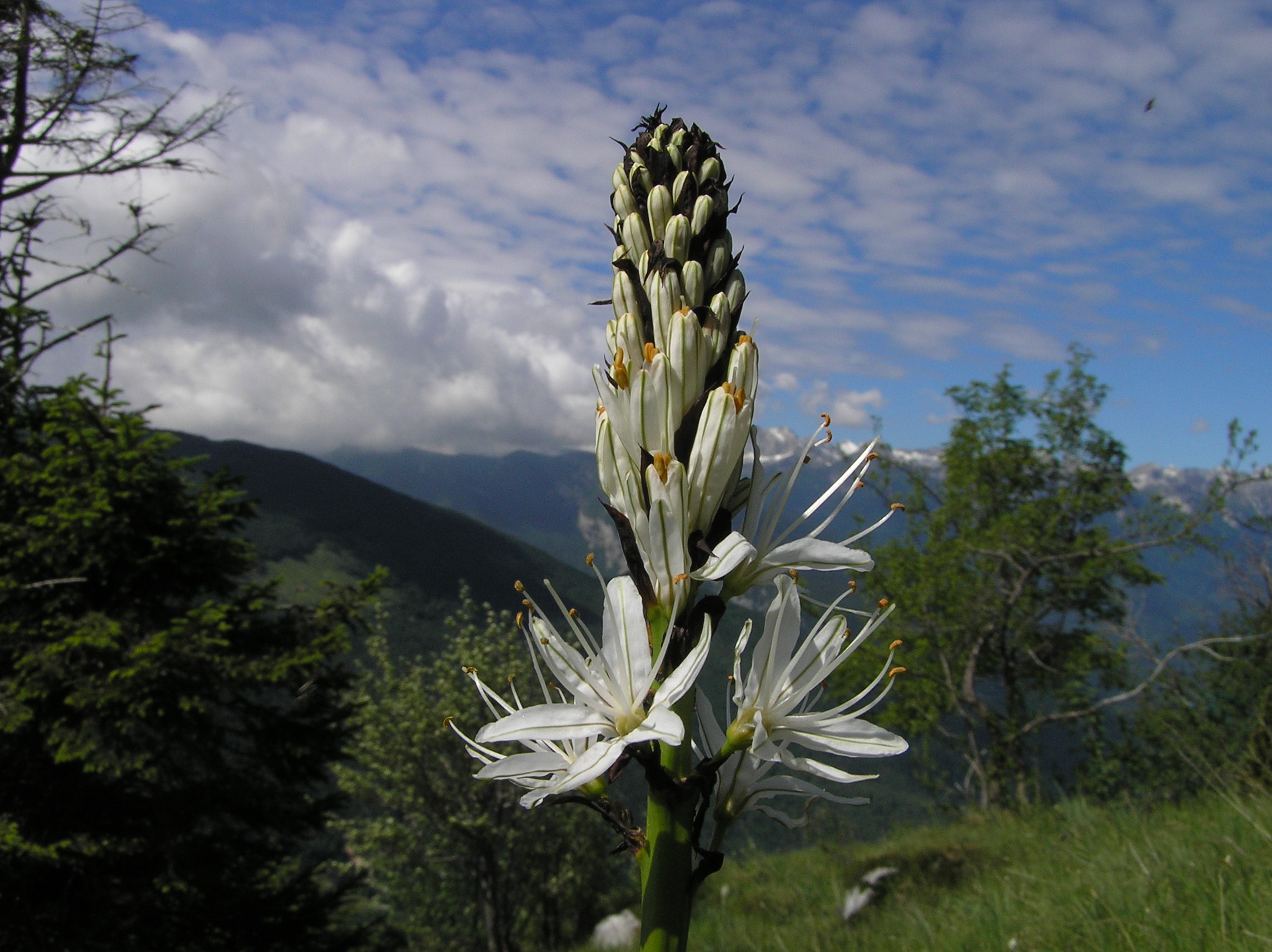 Asphodelus albus - Asfodelo