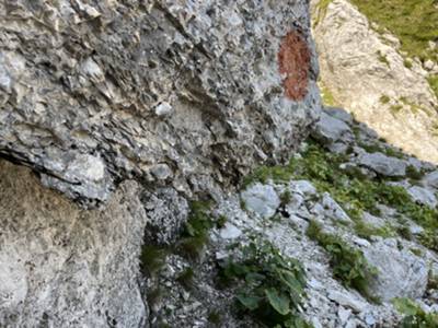 canalina di risalita: rarisssima e antica bollinatura