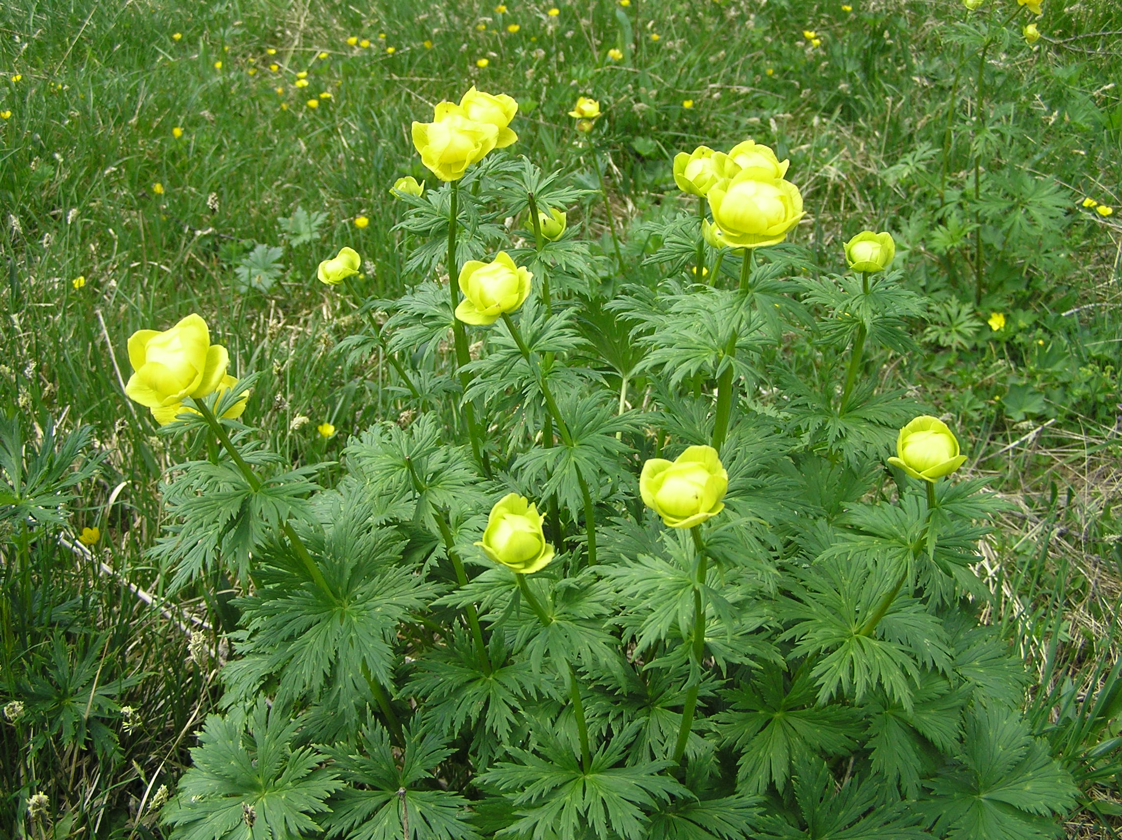 Trollius europaeus - Botton d'oro