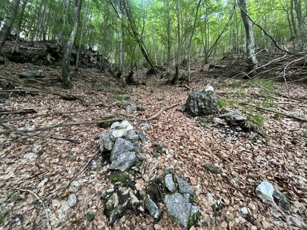 tratto in sottobosco di faggio