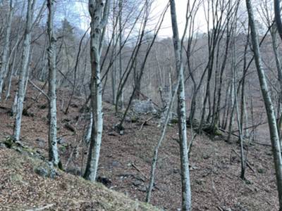 salita su faggeta verso forcella Nagardaia: passaggio a fianco di rudere