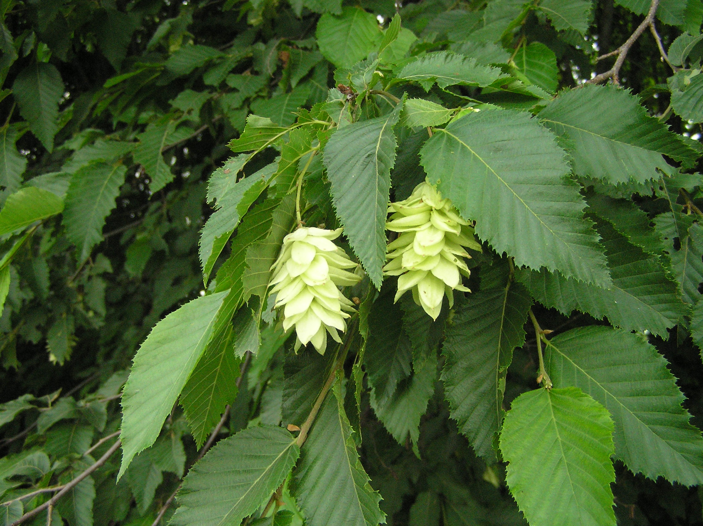 Ostrya carpinifolia - Carpino nero