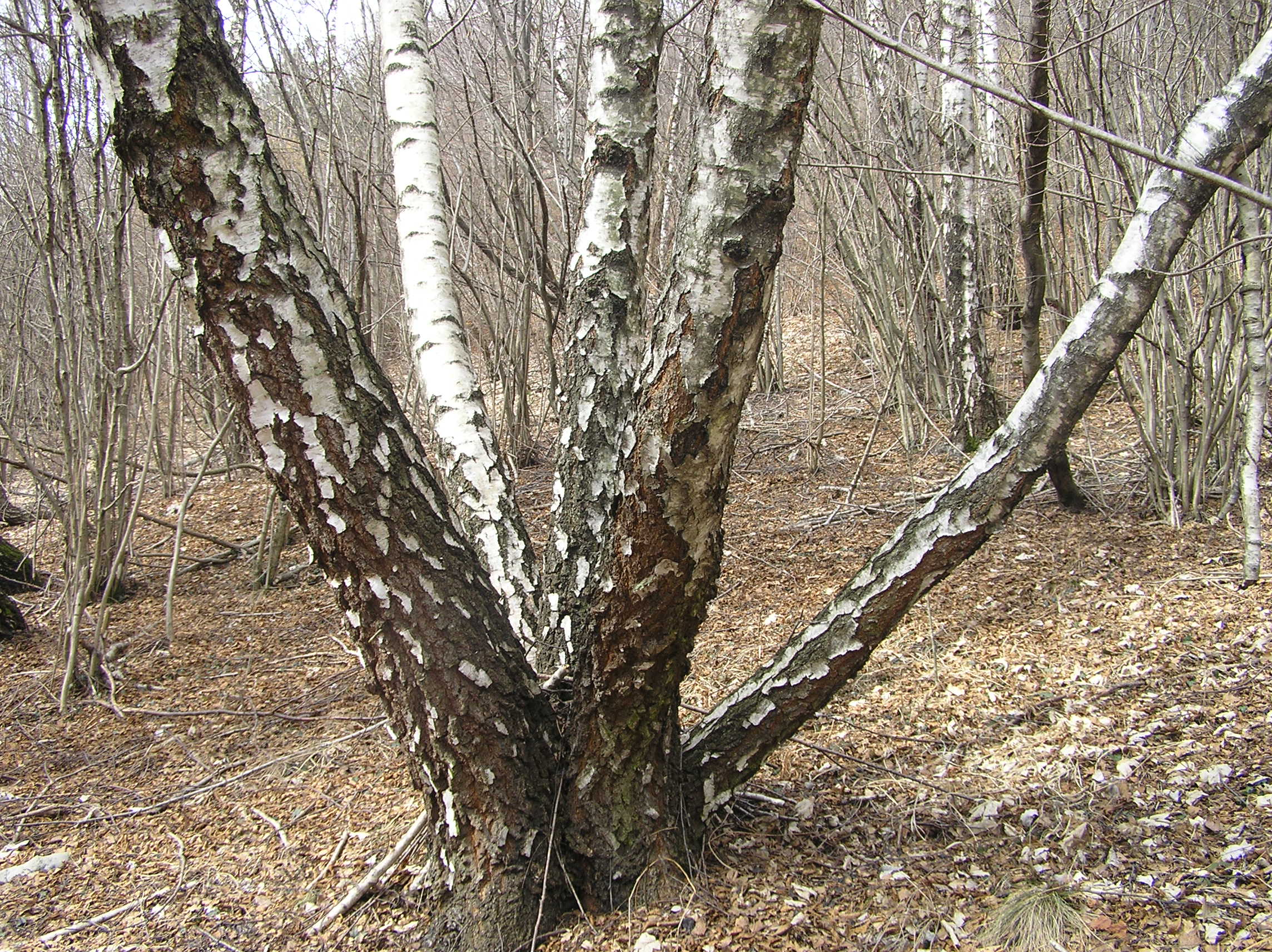 Betula pendula - Betulla