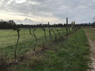 Maniago - Campagna in direzione di Fanna