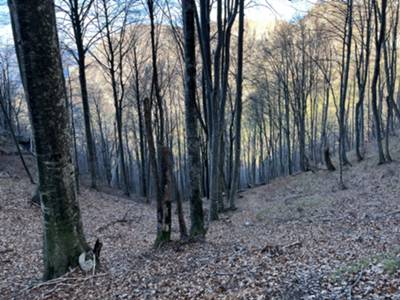 salita su faggeta verso forcella Nagardaia