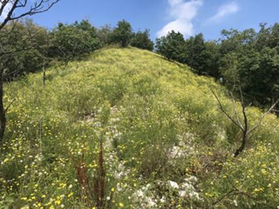 Salita verso la cima del San Lorenzo