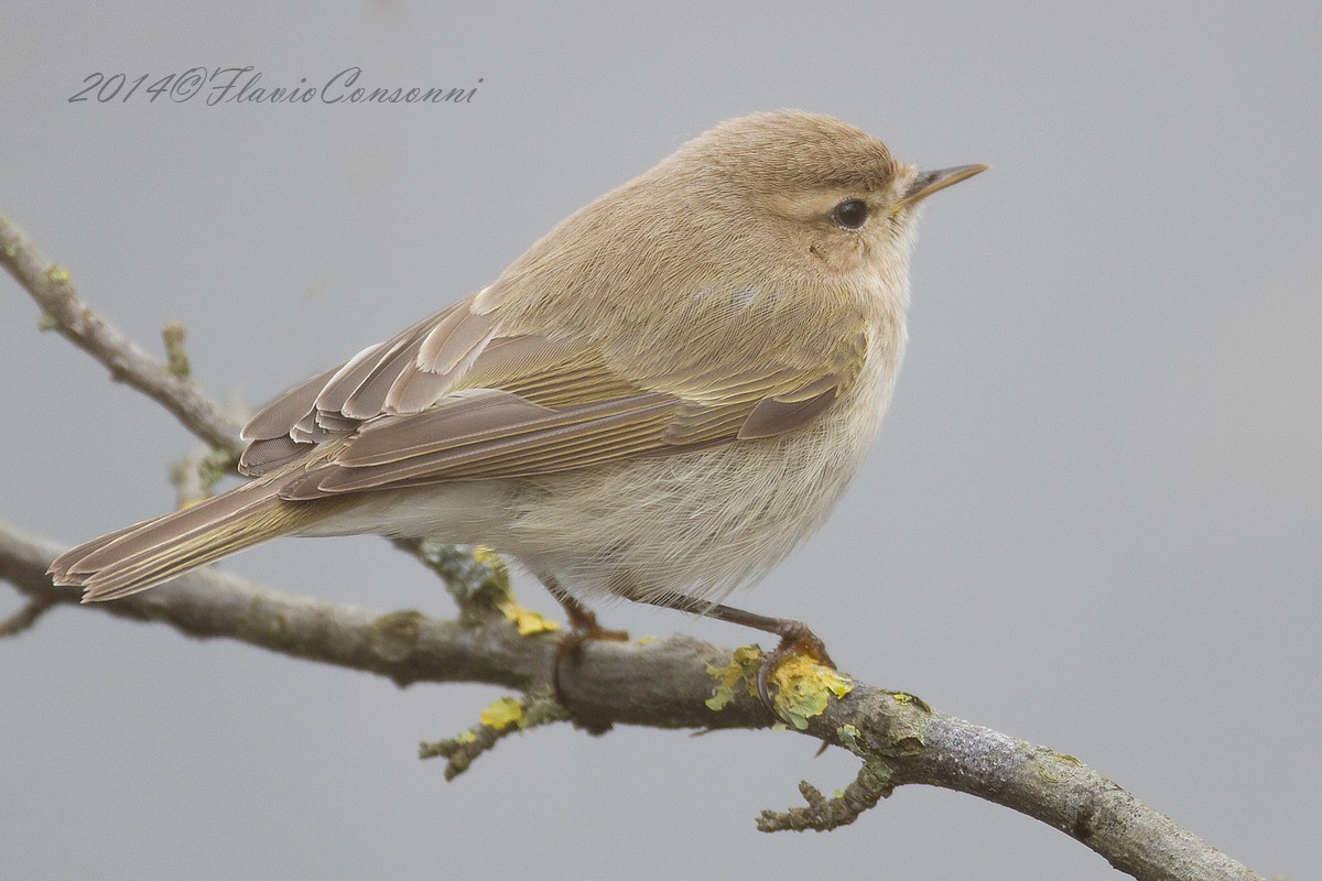 Phylloscopus collybita - Luì piccolo