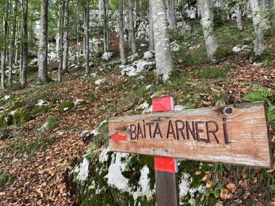 comodo sentiero su sottobosco di faggio