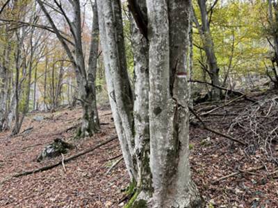 passaggio nel bosco tra Plangiaria e Albins con residui di segnavia 