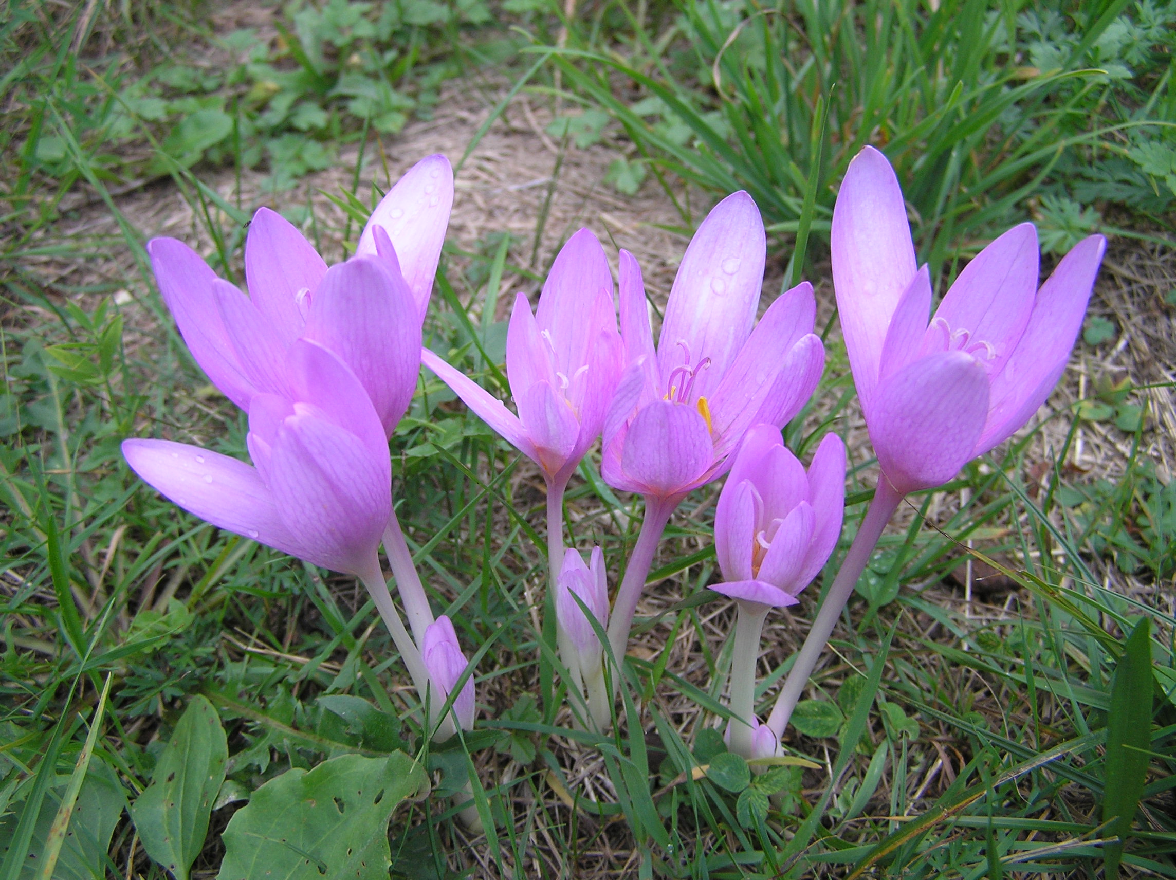 Colchicum autumnale - Colchico