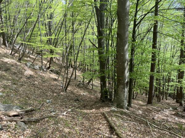 sottobosco di faggio in val Agarial