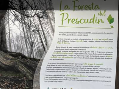 Foresta del Prescudin