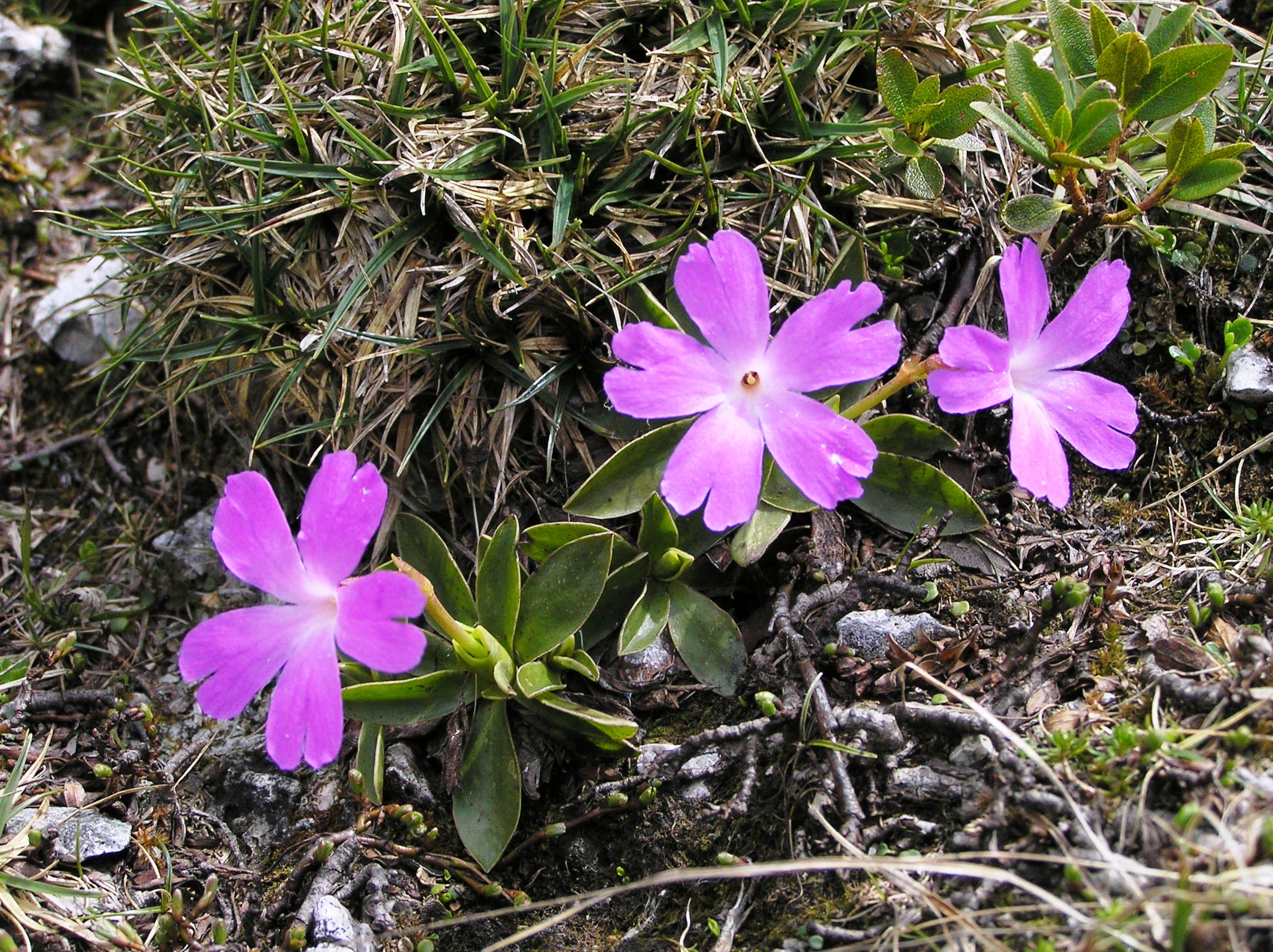 Primula wulfeniana - Primula di Wulfen