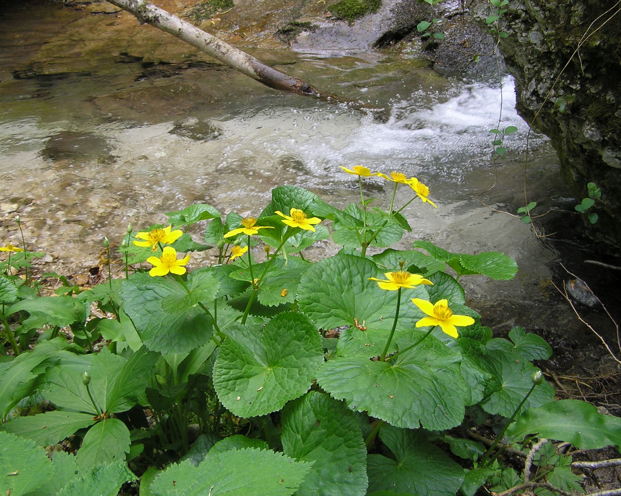 Caltha palustris - Calta palustre