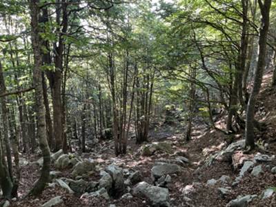 primo tratto di salita su sottobosco di faggio