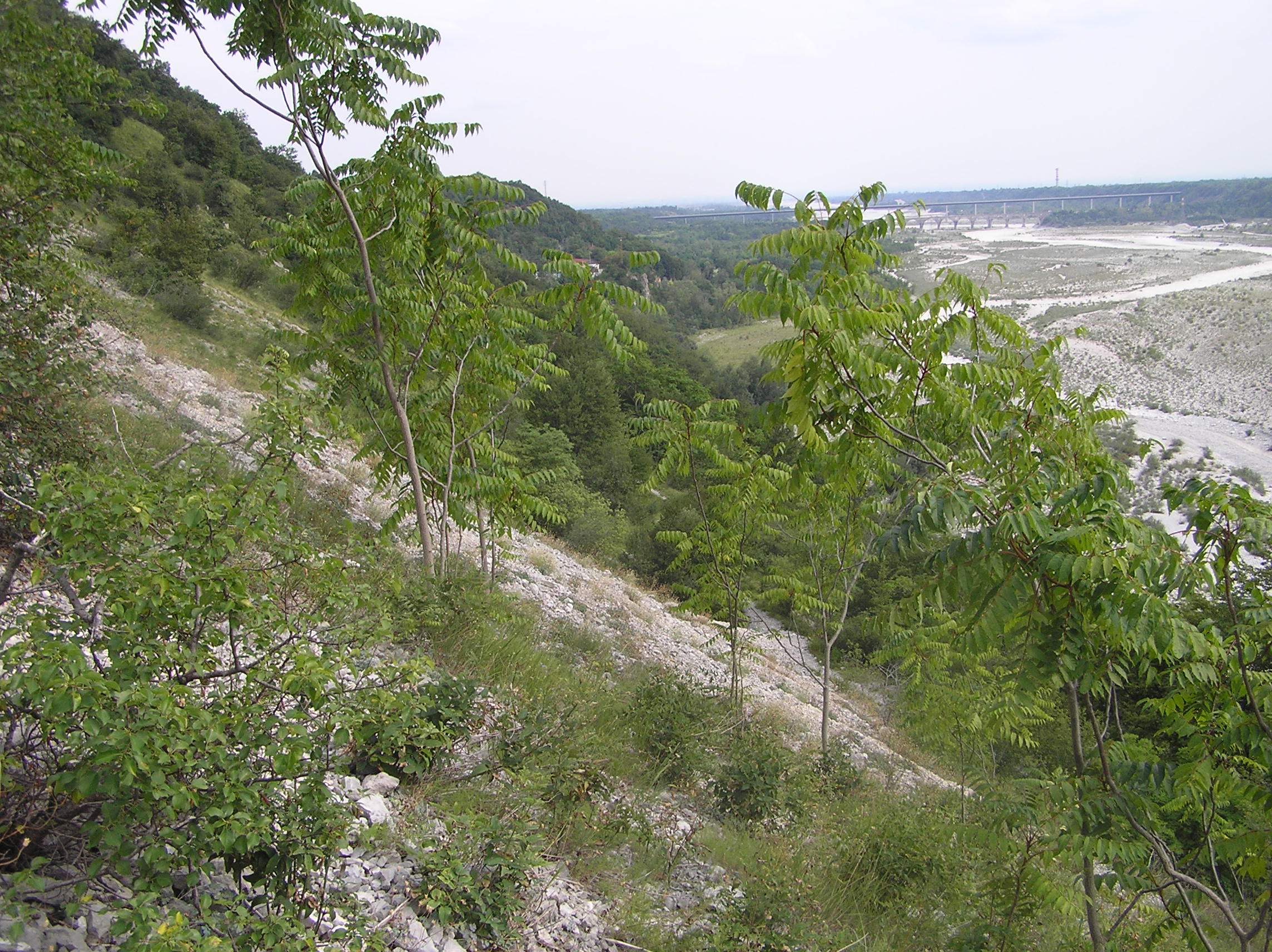 Ailanthus altissima - Ailanto