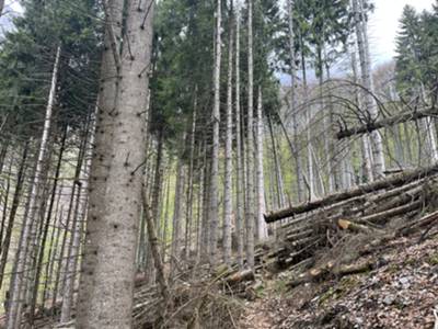 Residui di schianti di abeti della tempesta Vaia