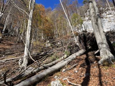 un pò di alberi caduti ostacolano l'ultimo tratto di risalita