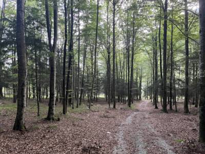 salita in sottobosco di faggio