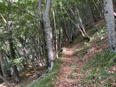 CAI 370: comoda salita in bosco di faggio 