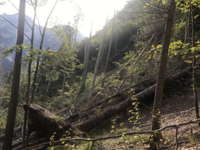 sentiero interrotto da tempesta Vaia