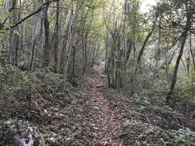 prima parte della salita su sottobosco