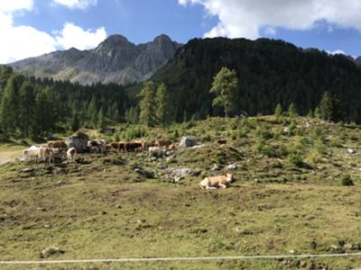 alpeggi nei pressi di casera Razzo