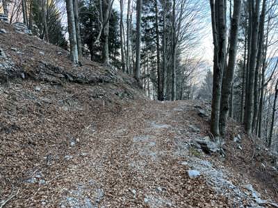 pista forestale che unoisce malga Cuar a Cuel di Forchia